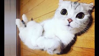 Top 10 FUNNIEST Cat Videos - Best Of FUNNY CATS 2017