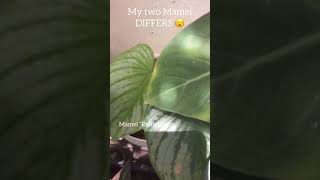 My Two Philodendron Mamei | They Differ 😮🌿