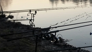 Carp In The Net Live Stream