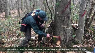 Opération martelage en forêt de Meudon avec l'ONF