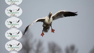 Texas Waterfowl Hunting - East TX Goose & Duck hunts