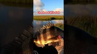 #foryou #fishing #fish #outdoors #fishinglife #shortvideos #viralvideo #shorts #fyp #fun #salt #cute