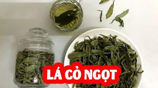 Lá cỏ ngọt có tác dụng gì và mua lá cỏ ngọt ở đâu chất lượng