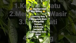 OH pipisku lancar jaya #shorts #subscribe #tanamanherbal