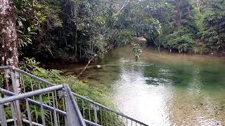 Alligators nest swimming hole .