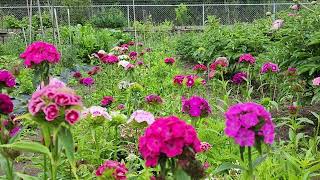 큰 꽃송이 패랭이 꽃.Huge blooms Sweet William