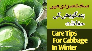 Care Tips For Band Gobi in Winter Season / Care of csbbage (Band Gobi) / How to grow cabbage