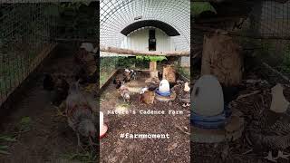 Toddlers, teenagers, and grandparents all chillin together. #chickens #egglayers #naturescadencefarm