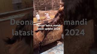 Deonar Bakra Mandi update 2024 || Saturday live update ||