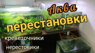 Расформировка креветочников, обустройство нерестовиков #аквариумистика #aquarium #креветочник