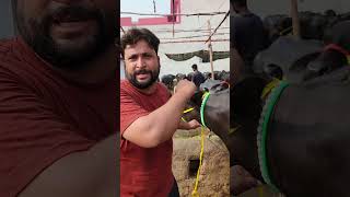 Nili Ravi Milking Buffalo Farming Business Plan in Punjab Pakistan