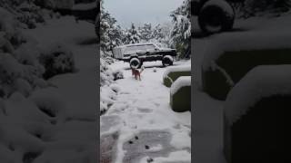 Daisy's first Encounter with Snow 12/25/16