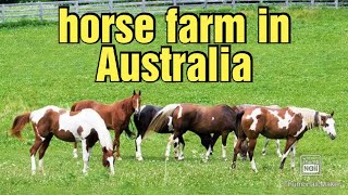 paint Horse farm in Australia | horses videos | horse farm | horse video | Australia horse farming |