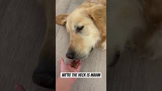 We’re the heck is mahm #shortsvideo #dog #fyp