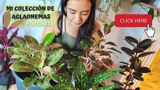 CÓMO CUIDAR LA PLANTA AGLAONEMA | FLOR AGLAONEMA |   🌺Flor Soñada