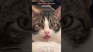 Funny cat videos 🤣📷 #cat #catlover #funnycat #shortvideo #shortsfeed #shorts EPISODE 1083