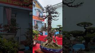 Mai Chiếu Thuỷ Bonsai Chân Dài Nu Cục Gừng Tỏi #shorts