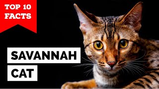 Savannah Cat - TOP 10 FACTS