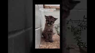 Here kitty kitty #youtubeshorts #shortvideo #youtube #animals #shorts #short #shortsfeed