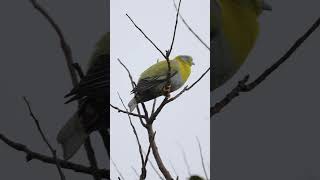 Yellow Footed Green Pigeon #greenpigeon #dozing #birds #birdsvideo #birdspecies #backyardwildlife