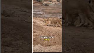 The Fascinating World of lions #shorts #lion #shortvideo #viralvideo #trending #lions #animals