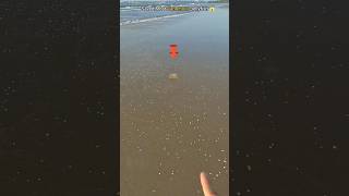 Jellyfish #shorts #shortsfeed #shortvideo #explore #viral