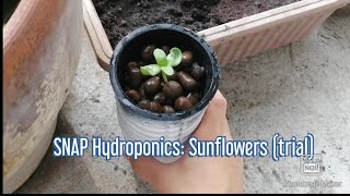 SNAP Hydroponics: Sunflower and some of my plants in the balcony.