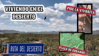 109~ RUTA DEL DESIERTO🌵PLAGA GUSANO MEDIDOR🔥ESTABA EN LA ENTRADA🐍 #vlog #campo