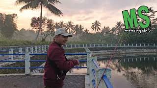 mancing di embung teknik semi fly fishing