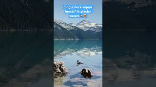 🦆😍Single duck in cold glacier waters! #shorts #canada #duck #glacier #water