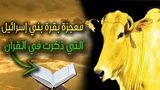 ما هي قصة بقرة بني اسرائيل مع سيدنا موسي ﷺ ؟؟ومن هو صاحب البقرة الحقيقي!!