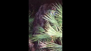 Scary Bigfoot Sasquatch Photos