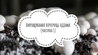 Вирощування печериць вдома (частина 1)