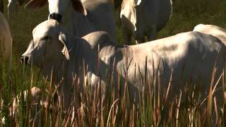 2013 National Beef Quality Assurance Winner - The Kempfer Family - Kempfer Cattle Company