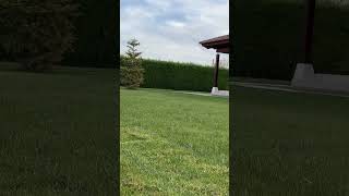 Cut off the grass in my backyard (1000 m2)