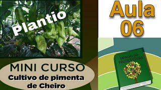 PLANTIO DE PIMENTA - Mini Curso