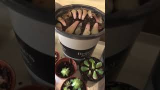 Succulent Propagation Day 8