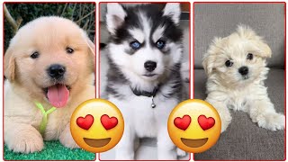 8 Minutes of the World CUTEST Puppies! 🐶💕