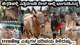 trending race bulls at heggadihalli bullock cart race | ettinagadirace | introduction | HALLIKAR