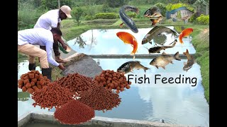 Fish Farming EP 2  - Best Quality Food To Feed your Fish