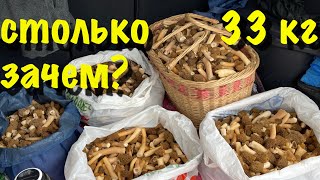 Сморчковая шапочка. 7. Потрясающий отчёт о сборе.