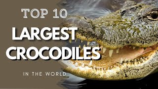 TOP 10 LARGEST CROCODILES IN THE WORLD