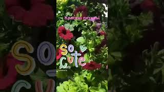 very nice petunias