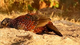 painted spurfowl 1