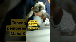 kucing bertopeng asli