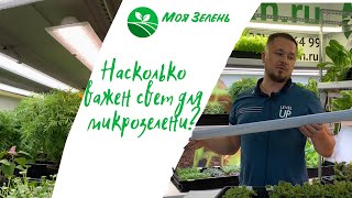 Микрозелень щавеля. Насколько важен свет?