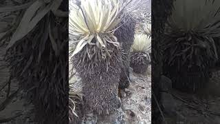 frailejones en Mérida, Alto de mifafi Parque Nacional Sierra Culata