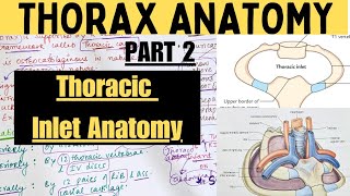 THORAX ANATOMY -2 | THORACIC INLET | Suyash Shukla