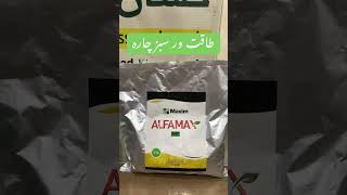 Alfalfa  Lucern Seed Maxim Agri | 7 8 Cuts every year | USA import of  S & W Seeds | Kissan Ghar