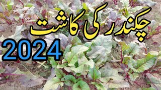 Chukander (beetroots) ki Farming in pakistan / How Tow grow beetroots/ Murad Ali Rehmani